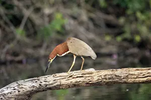 Tigrisoma: Rufescent Tiger-Heron