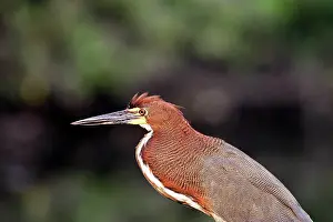 Tigrisoma: Rufescent Tiger-Heron