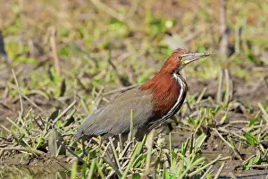 Tigrisoma: Rufescent Tiger Heron