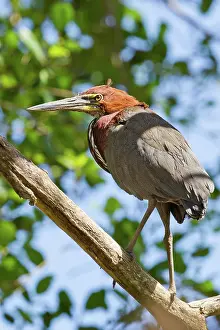 Tigrisoma: Rufescent Tiger Heron