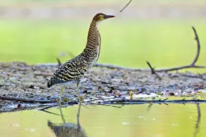 Animais: Rufescent Tiger Heron