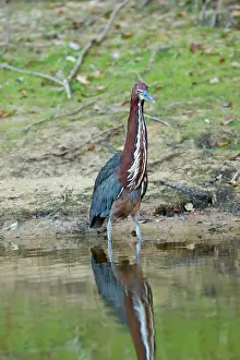 Animais: Rufescent Tiger Heron