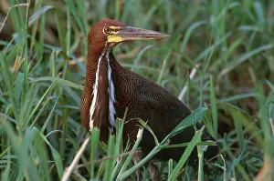 Tigrisoma: Rufescent Tiger-Heron