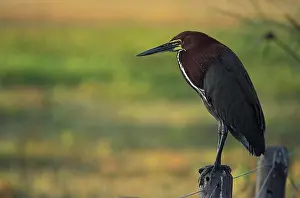 Tigrisoma: Rufescent Tiger-Heron