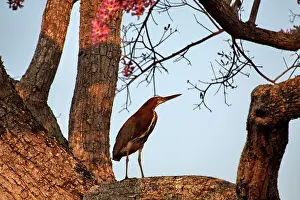 Tigrisoma: Rufescent Tiger-Heron
