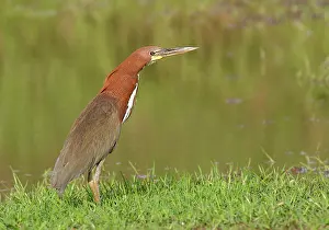 Tigrisoma: Rufescent Tiger-Heron - adult