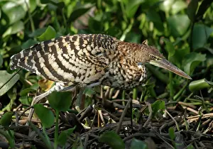 Tigrisoma: Rufescent Tiger-Heron - adult