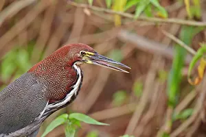 Tigrisoma: Rufescent Tiger Heron adult Pantanal area Mato Grosso