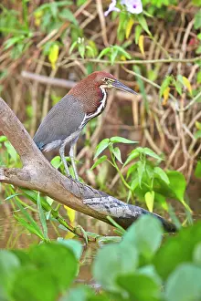 Tigrisoma: Rufescent Tiger Heron adult Pantanal area Mato Grosso
