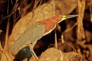 Tigrisoma: Rufescent Tiger Heron adult Pantanal area Mato Grosso