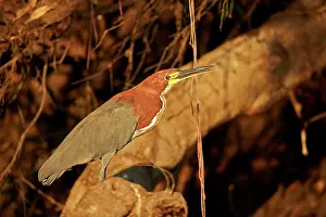 Tigrisoma: Rufescent Tiger Heron adult Pantanal area Mato Grosso