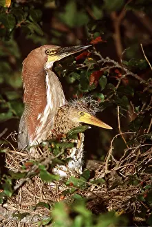 Rufescent: RUFESCENT TIGER-HERON - and chick on nest