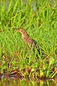 Tigrisoma: Rufescent Tiger Heron immature Pantanal area Mato