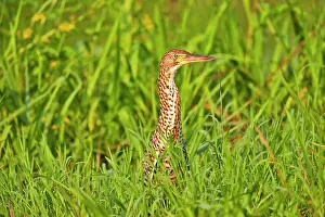 Tigrisoma: Rufescent Tiger Heron immature Pantanal area Mato