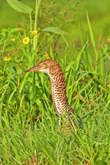 Tigrisoma: Rufescent Tiger Heron immature Pantanal area Mato