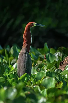 Rufescent: Rufescent Tiger Heron, Pantanal Wetlands, Mato Grosso
