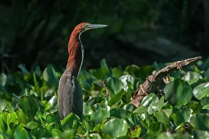 Rufescent: Rufescent Tiger Heron, Pantanal Wetlands, Mato Grosso