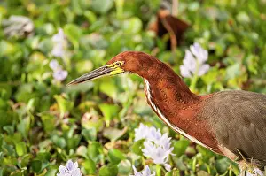 Tigrisoma: Rufescent Tiger-heron Soco-boi close up head and neck