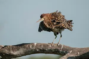 Tigrisoma: Rufescent Tiger-heron Soco-boi immature on branch