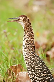 Tigrisoma: Rufescent Tiger-heron Soco-boi immature close up