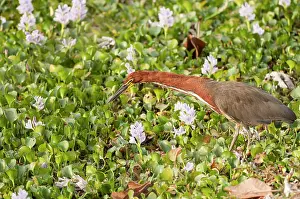 Tigrisoma: Rufescent Tiger-heron Soco-boi neck stretched out hunting