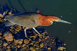 Tigrisoma: Rufescent tiger heron (Tigrisoma lineatum), in the