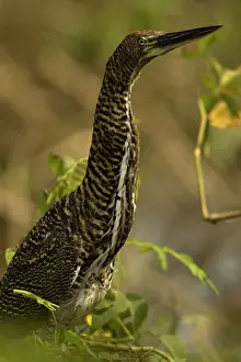 Mary: Rufescent Tiger Heron, Tigrisoma lineatum