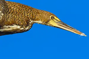 Tigrisoma: Rufescent Tiger Heron (Tigrisoma lineatum) clos