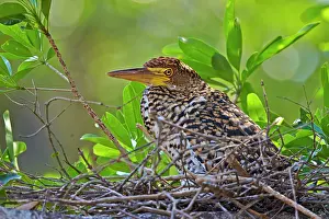 Tigrisoma: Rufescent Tiger Heron young in the nest Pantanal