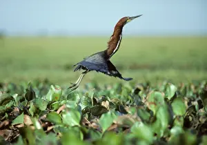 Tigrisoma: Rufesent Tiger Heron - Leaping from Marsh