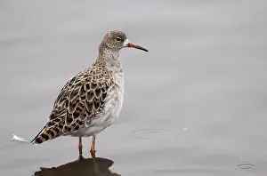 Hide: Ruff - adult wading in pool - Winter