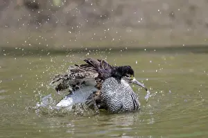 Pugnax: Ruff - bathing male - Germany