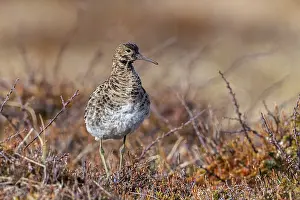 Sandpipers: Ruff (Calidris pugnax) female at lek in spring