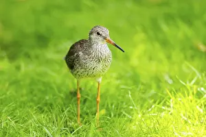 Migration: Ruff (Calidris pugnax) female standing on a meadow