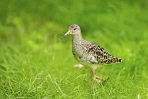 Migration: Ruff (Calidris pugnax) female standing on a meadow