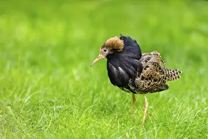 Migration: Ruff (Calidris pugnax) male standing on a meadow