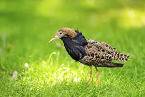 Migration: Ruff (Calidris pugnax) male standing on a meadow