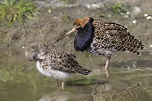 Territorial: Ruff (Calidris pugnax) pair, territorial male in
