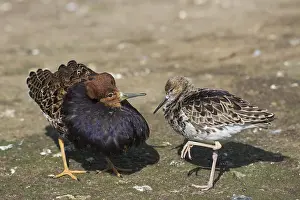 Territorial: Ruff (Calidris pugnax) pair, territorial male in