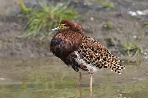 Territorial: Ruff (Calidris pugnax) territorial male in breed