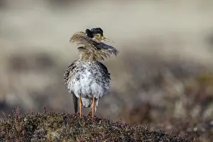Male Animals: Ruff (Calidris pugnax) territorial male in breeding plumage at lek in spring
