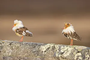 Shorebird: Ruff courtship