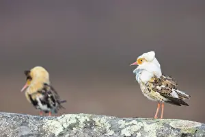 Shorebird: Ruff courtship
