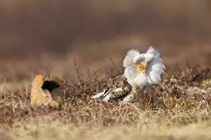 Shorebird: Ruff courtship
