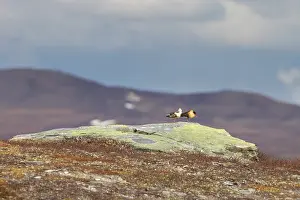 Shorebird: Ruff courtship