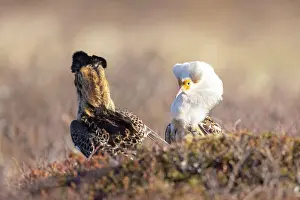 Shorebird: Ruff courtship