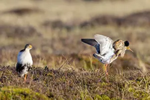 Shorebird: Ruff courtship