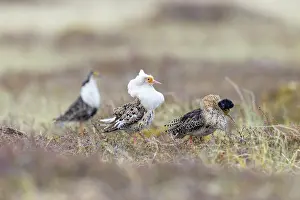 Shorebird: Ruff courtship