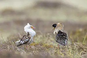 Shorebird: Ruff courtship