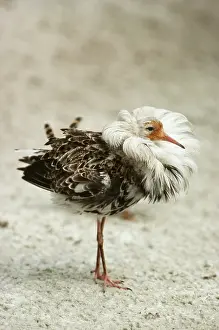 Pugnax: Ruff Displaying